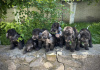 Photo №2 de l'annonce № 51223 de la vente bedlington terier - acheter à Ukraine éleveur