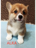 Photo №4. Je vais vendre welsh corgi en ville de Валево. éleveur - prix - négocié