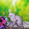 Photo №1. british shorthair - à vendre en ville de Москва | 164€ | Annonce № 9566