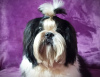 Photo №1. shih tzu - à vendre en ville de Долинская | négocié | Annonce №17830