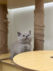 Photo №4. Je vais vendre british shorthair en ville de Mataró. annonce privée, éleveur - prix - 350€