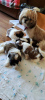 Photos supplémentaires: Vendre Tsutsenya Shih Tzu