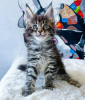 Photo №1. maine coon - à vendre en ville de New york | 237€ | Annonce № 114859