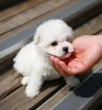 Photo №1. bichon à poil frisé - à vendre en ville de Graz | négocié | Annonce №53352