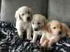 Photo №3. Wunderschöne Golden Retriever Welpen zur Adoption. Allemagne