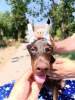 Photo №3. Chiots Doberman des deux sexes. Serbie