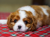 Photo №2 de l'annonce № 93587 de la vente cavalier king charles spaniel - acheter à Allemagne annonce privée