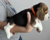 Photo №2 de l'annonce № 102244 de la vente beagle - acheter à USA annonce privée