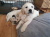 Photo №1. golden retriever - à vendre en ville de Мадрид | 425€ | Annonce №118904