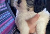 Photo №2 de l'annonce № 127099 de la vente shih tzu - acheter à Allemagne annonce privée