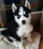 Photo №1. husky de sibérie - à vendre en ville de Klaipėda | négocié | Annonce №85331