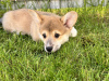 Photo №3. Chiots Welsh Corgi Pembroke. Italie