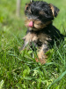 Photos supplémentaires: Beaux chiots Yorkshire terrier miniatures