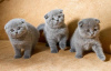 Photo №1. scottish fold - à vendre en ville de Дублин | 250€ | Annonce № 124260