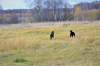 Photos supplémentaires: Chiot Retriever à Poil Droit