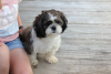 Photo №1. shih tzu - à vendre en ville de Freiburg im Breisgau | négocié | Annonce №44775