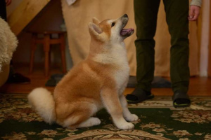 Photo №3. Akita Inu. Ukraine