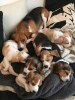 Photo №1. beagle - à vendre en ville de Валенсия | 340€ | Annonce №111711