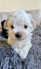 Photo №3. Chiot Maltipoo. USA