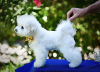 Photos supplémentaires: Chiot Bichon Frise à vendre