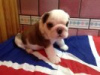 Photo №1. bulldog anglais - à vendre en ville de Prague | 600€ | Annonce №45622