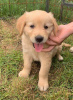 Photo №1. golden retriever - à vendre en ville de Forbes Reef | 663€ | Annonce №11032