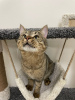 Photos supplémentaires: Le chat sympathique et sociable Jemmik veut devenir un animal de compagnie !
