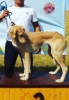 Photos supplémentaires: chiots de race Kazakh Tazy