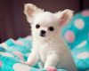 Photos supplémentaires: Wunderschöne Chihuahua-Welpen étudie l'adoption pour l'adoption