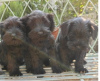 Photos supplémentaires: Chiots Schnauzer nain avec un excellent pedigree