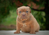 Photo №1. american bully - à vendre en ville de Москва | 986€ | Annonce №76629