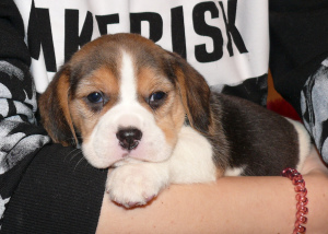 Photo №2 de l'annonce № 3850 de la vente beagle - acheter à Fédération de Russie de la fourrière, éleveur