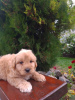 Photo №4. Je vais vendre golden retriever en ville de Vilovo. éleveur - prix - 300€