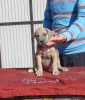 Photo №1. cane corso - à vendre en ville de Belgrade | négocié | Annonce №120717