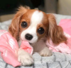 Photo №2 de l'annonce № 116643 de la vente cavalier king charles spaniel - acheter à La finlande annonce privée, éleveur