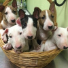 Photo №1. bull terrier - à vendre en ville de Stockholm | 237€ | Annonce №117974