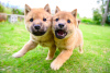 Photo №1. shiba - à vendre en ville de Штутгарт | Gratuit | Annonce №118184