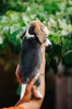 Photo №2 de l'annonce № 84063 de la vente beagle - acheter à USA annonce privée, éleveur