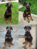 Photo №4. Je vais vendre dobermann en ville de Belgrade.  - prix - 350€