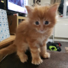 Photo №4. Je vais vendre maine coon en ville de Berlin. annonce privée, éleveur - prix - 350€