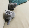 Photo №1. scottish fold - à vendre en ville de Denver | 237€ | Annonce № 96242