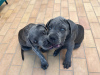 Photo №1. cane corso - à vendre en ville de Texas City | 379€ | Annonce №55316