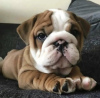 Photo №1. bulldog anglais - à vendre en ville de Эспоо | négocié | Annonce №41452