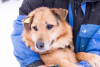 Photo №1. chien bâtard - à vendre en ville de Perm | Gratuit | Annonce №9038