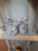 Photos supplémentaires: Deux adorables chatons British shorthair disponibles maintenant