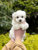 Photos supplémentaires: Chiot Maltipoo