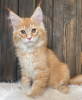 Photo №1. maine coon - à vendre en ville de Даллас | négocié | Annonce № 120191