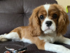 Photo №2 de l'annonce № 105775 de la vente cavalier king charles spaniel - acheter à Fédération de Russie annonce privée