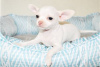 Photo №3. Adorables chiots Chihuahua en adoption gratuite. Allemagne