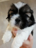 Photo №2 de l'annonce № 113607 de la vente lhassa apso, shih tzu - acheter à Estonie annonce privée, de la fourrière, éleveur